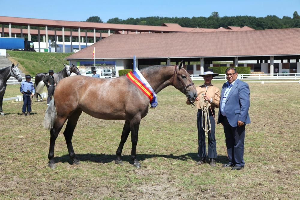 Rociera de Vida, mejor potra de PRE de Galicia.