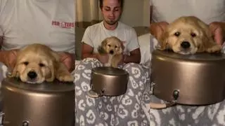 El Golden Retriever batería que arrasa en Tik Tok: ¡Qué ritmo!