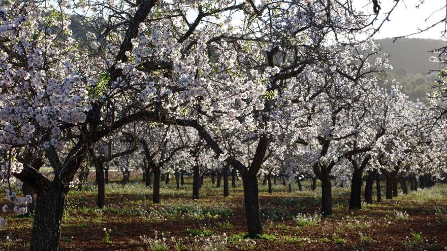 Almendros de Corona en la etapa de floración.