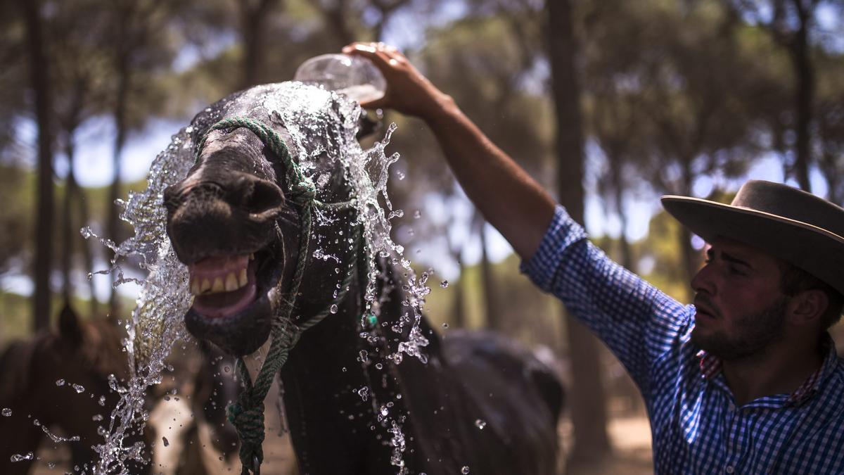 Un jinete refresca a su caballo