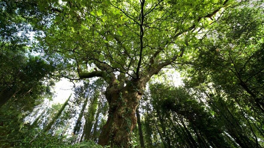 Un roble gallego de 250 años, declarado Árbol de España 2022