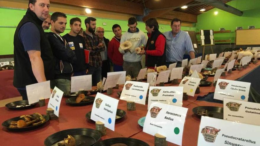 El presidente de la Asociación Piloñesa de Micología, Pablo Prida, muestra las setas a visitantes del programa &quot;Joven, Ocúpate&quot; de Villaviciosa, ayer.