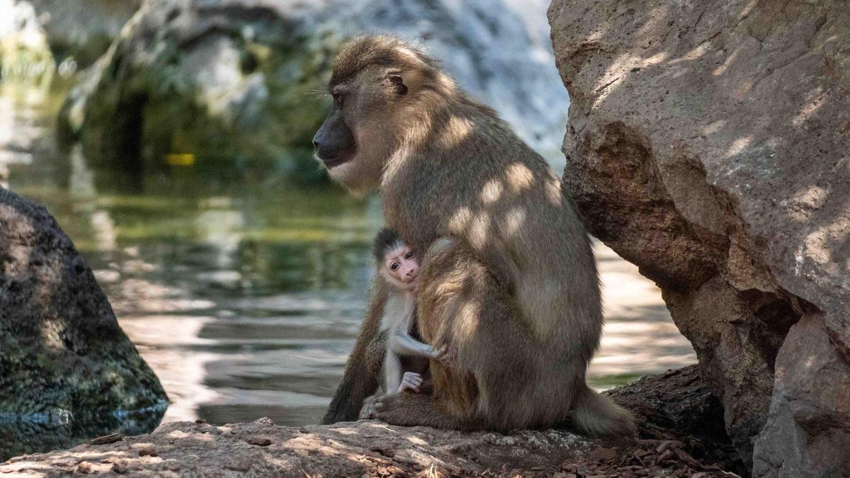 Nace una cría de dril en BIOPARC de València, hito histórico para el conservadurismo de especies