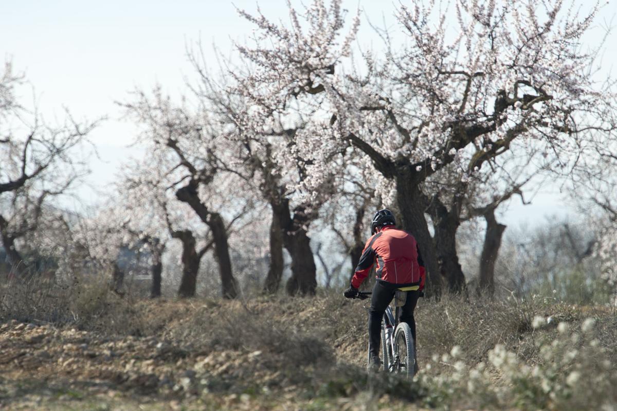ARBECA 5-02-2016 cicliste PER CAMP DE ATMETLLERS FLORITS AL TERME DE ARBECA FOTO RAMON GABRIEL/defoto