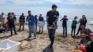 La tortuga 'Francis' vuelve al mar en Orpesa tras recuperarse de una embolia