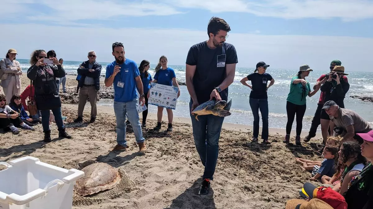 La tortuga Francis vuelve al mar en Orpesa tras recuperarse de una embolia