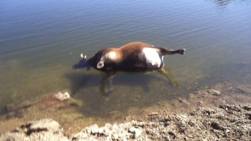 Vaca ahogada en el embalse de Cernadilla.