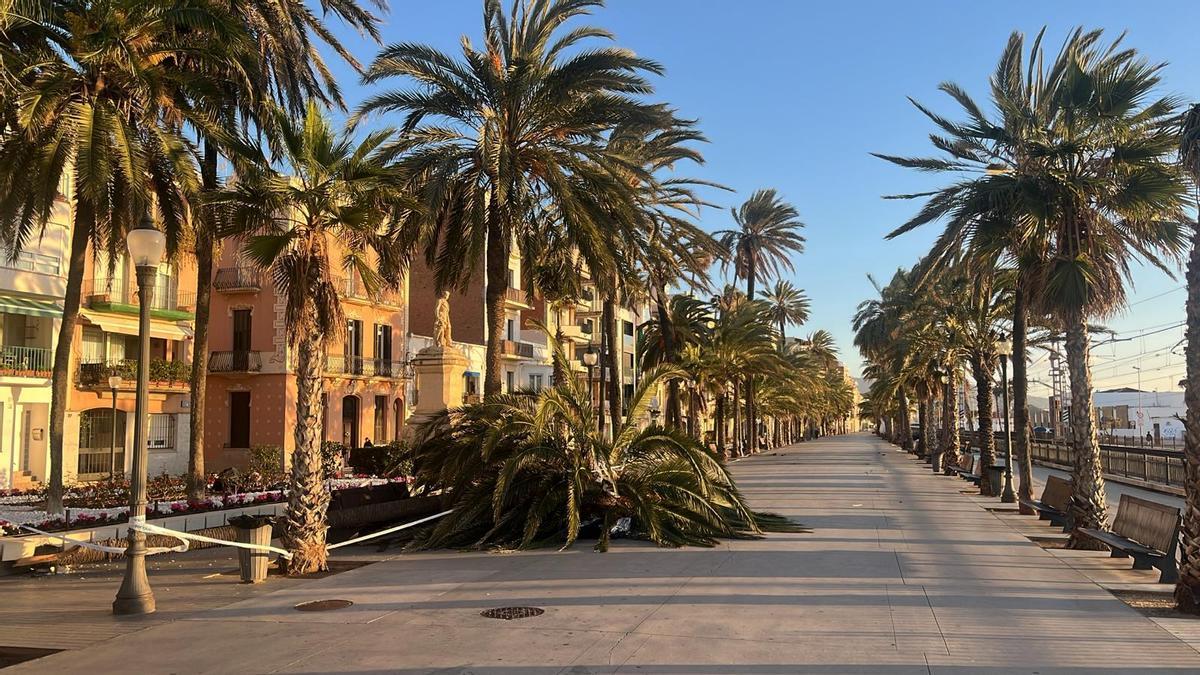 Una palmera caída en el paseo marítimo de Badalona