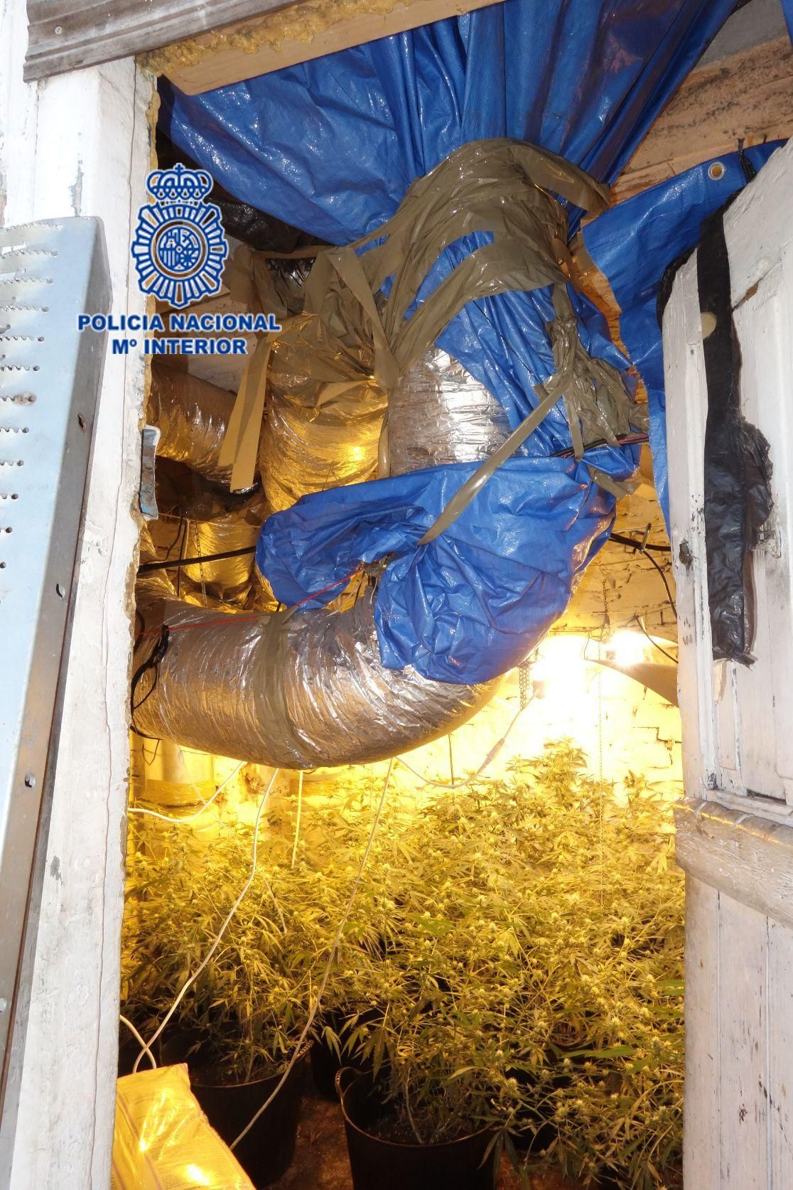 Sofisticada plantación de marihuana en una vivienda de Tremañes.