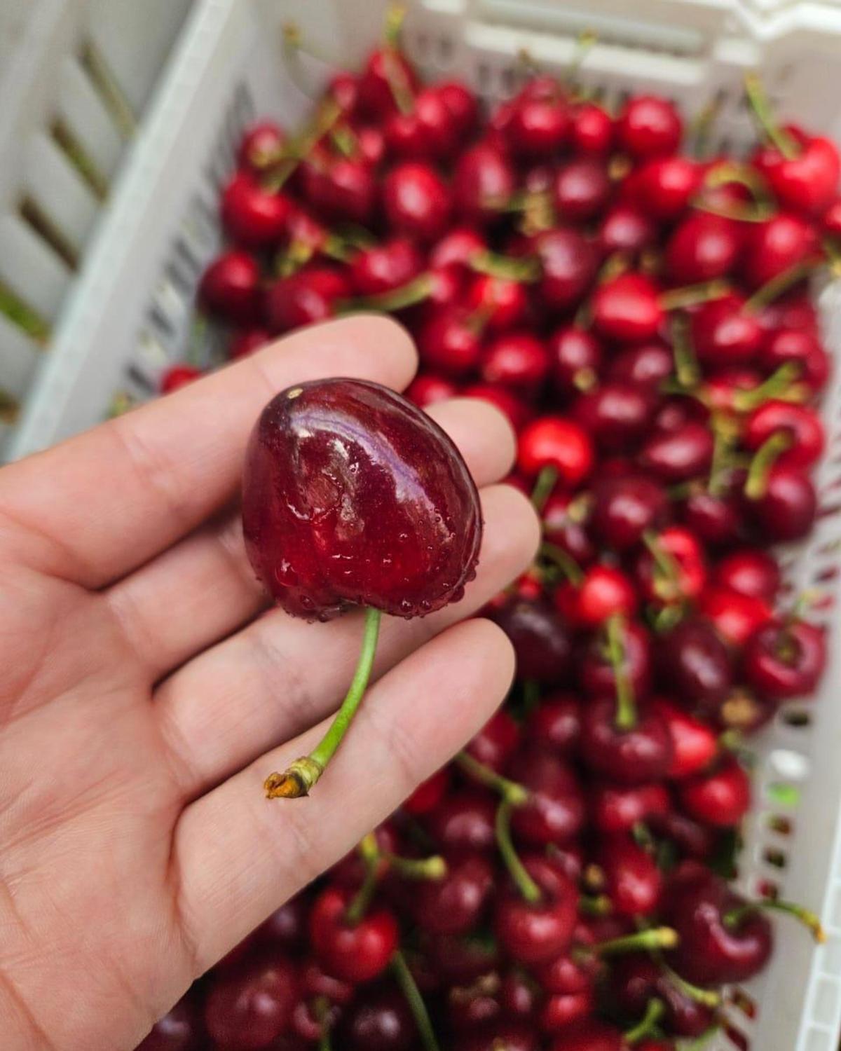 Las cerezas certificadas por 4Plus Certificación se exportan principalmente a China y Estados Unidos.