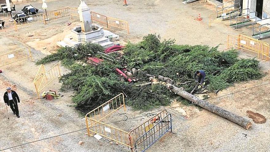 Talan el árbol plantado en la plaza Mayor hace 35 años