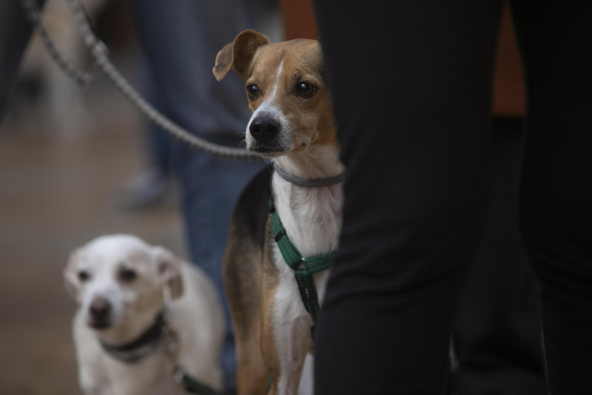 Protesta contra la nueva gestora del albergue de animales de La Bolgachina.