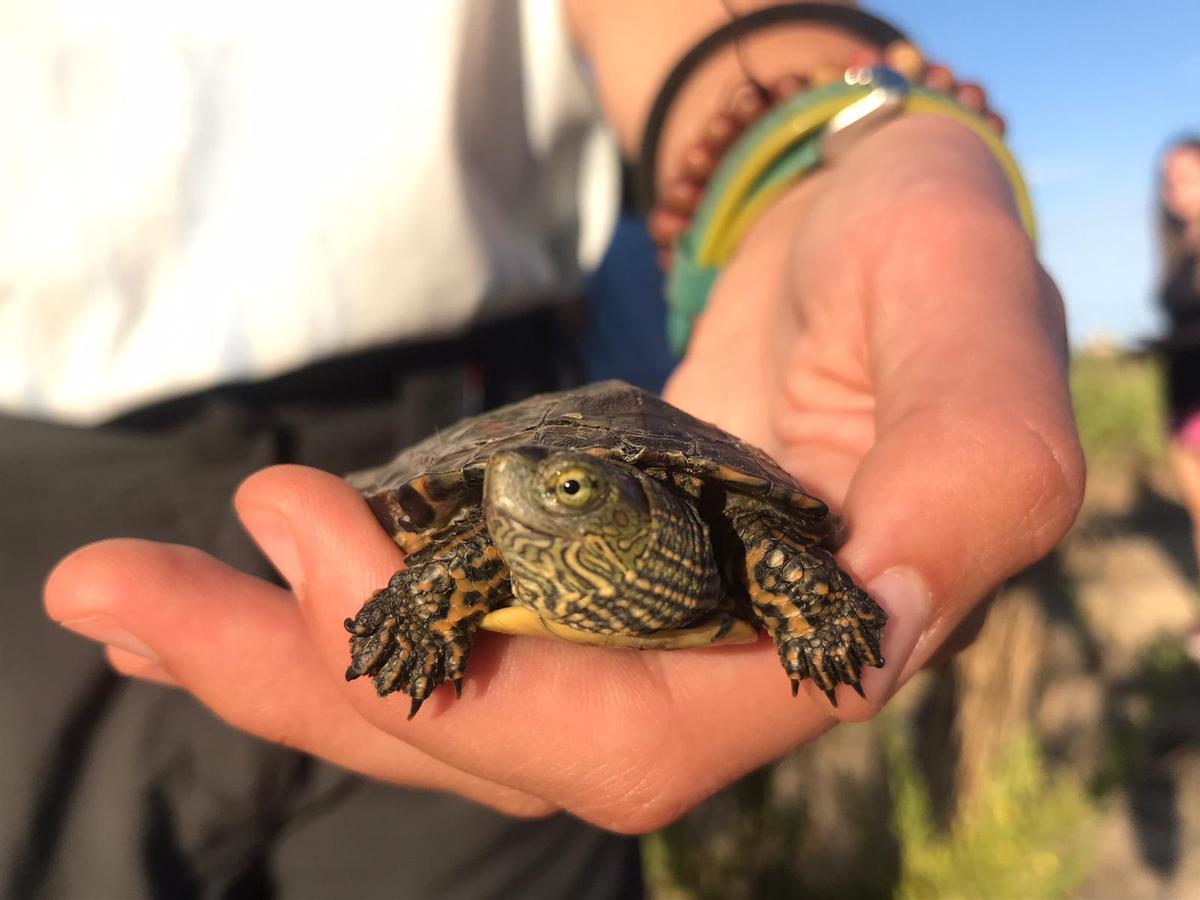 Una tortuga autóctona, en una imagen de archivo.