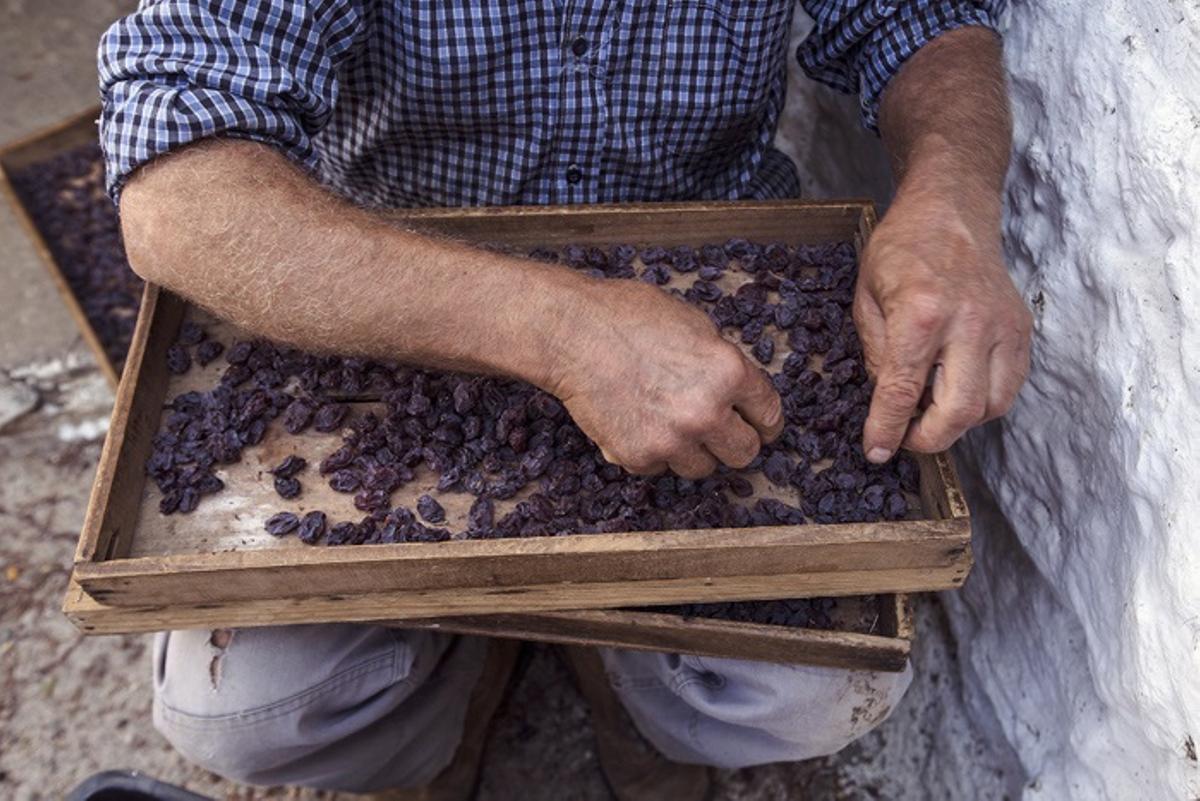 Uvas pasa seleccionadas.