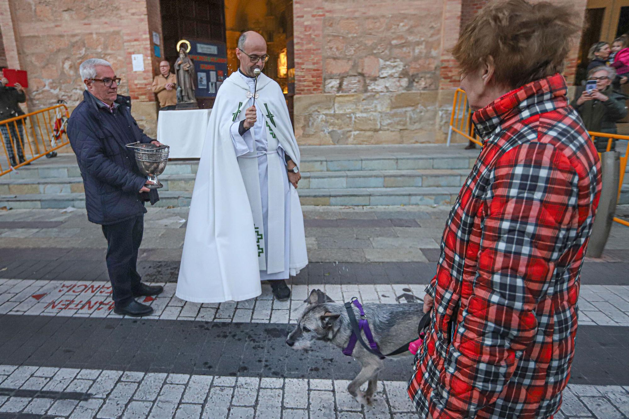 Bendición de San Antón en Torrevieja