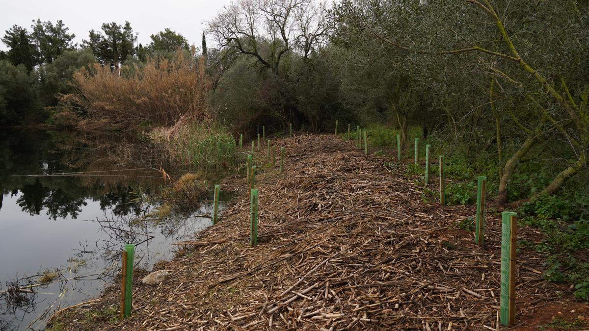 El Govern lleva a cabo la restauración ambiental de las lagunas asociadas a la depuradora de Binissalem