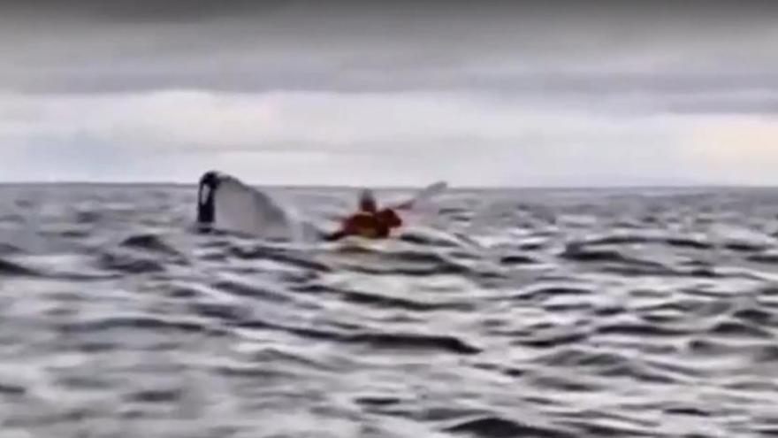 Vídeo | Una balena s'empassa un jove mentre navegava en caiac