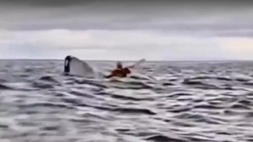 Vídeo | Una balena s'empassa un jove mentre navegava en caiac