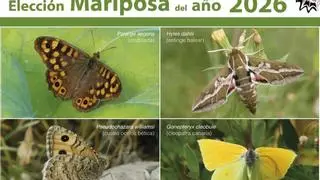 Estas son las cuatro candidatas que optan a 'Mariposa del Año 2026'