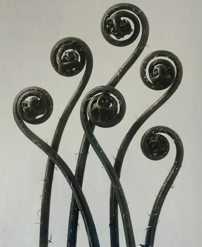 Karl Blossfeldt