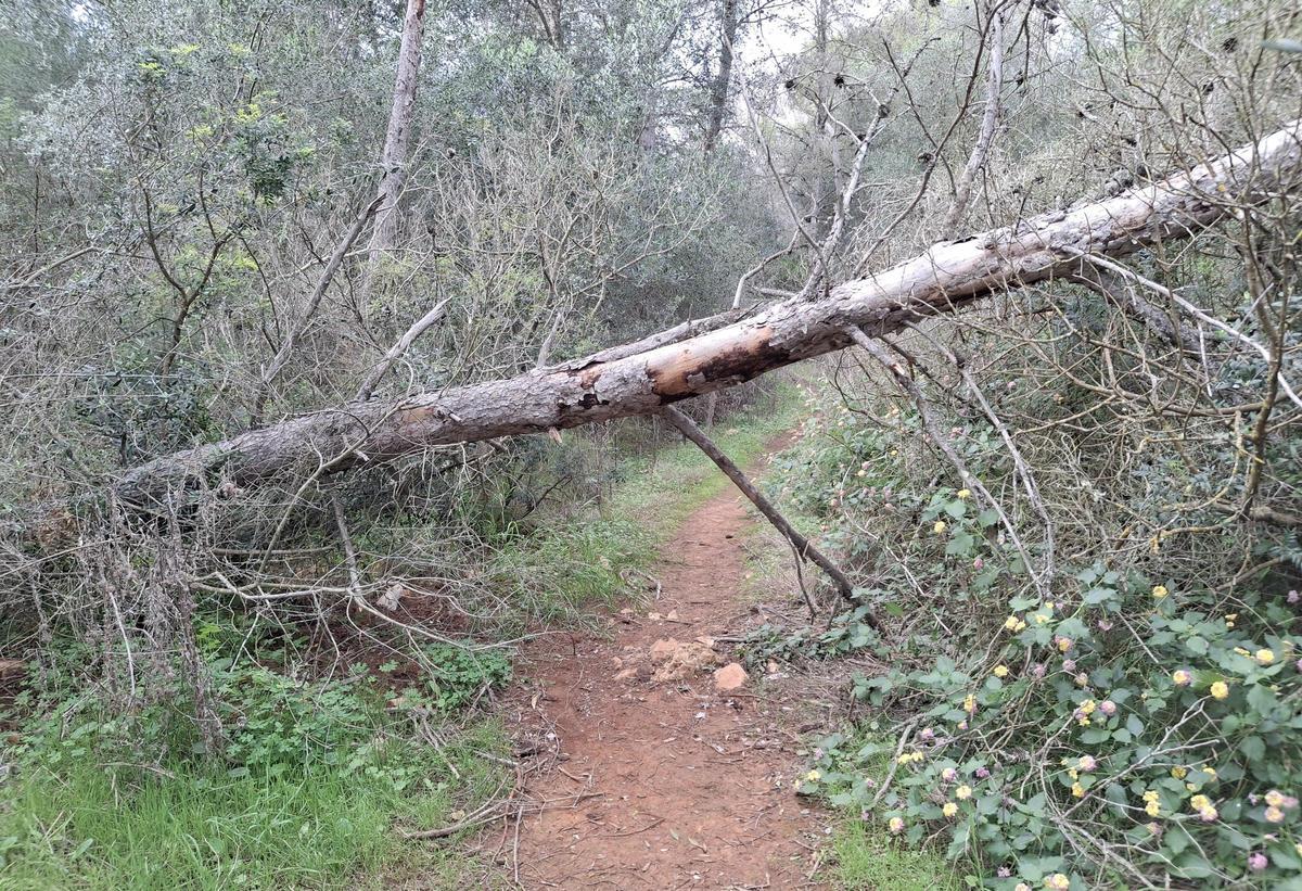 Pino caído sobre una senda de Xàbia