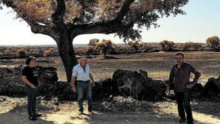 Reyes Felipe, Julio Pordomingo y José Andrés Benéitez ante una encina quemada