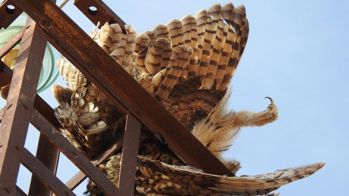 Cadáver de uno de los cuatro búhos reales muertos en los tendidos eléctricos denunciados en Jumilla.