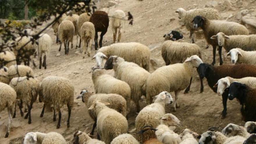 Ramat d&#039;ovelles a Clariana de Cardener