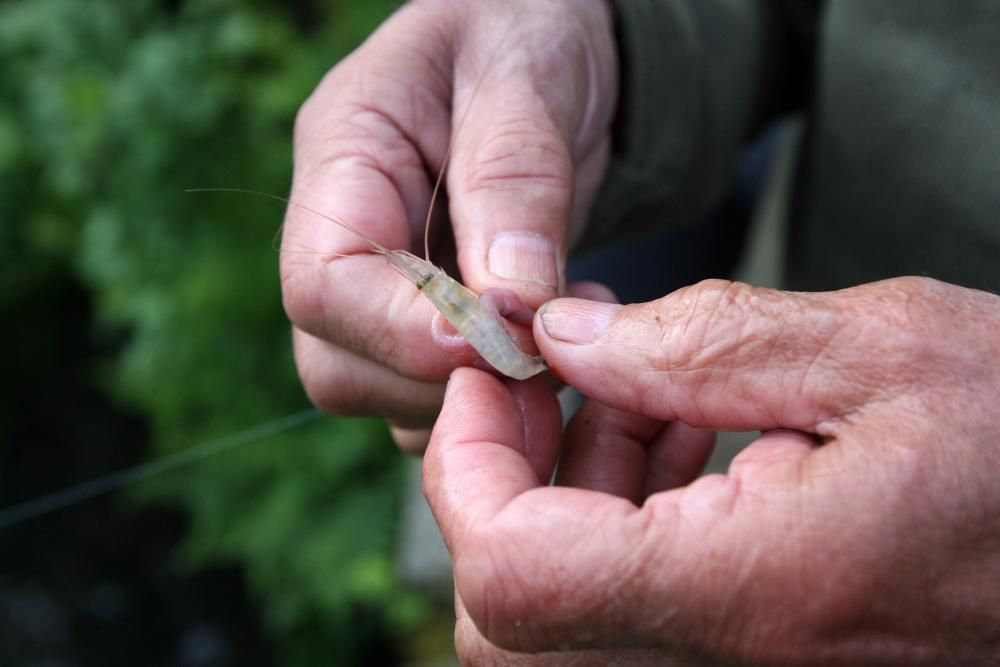 Primer día de la temporada de pesca del salmón