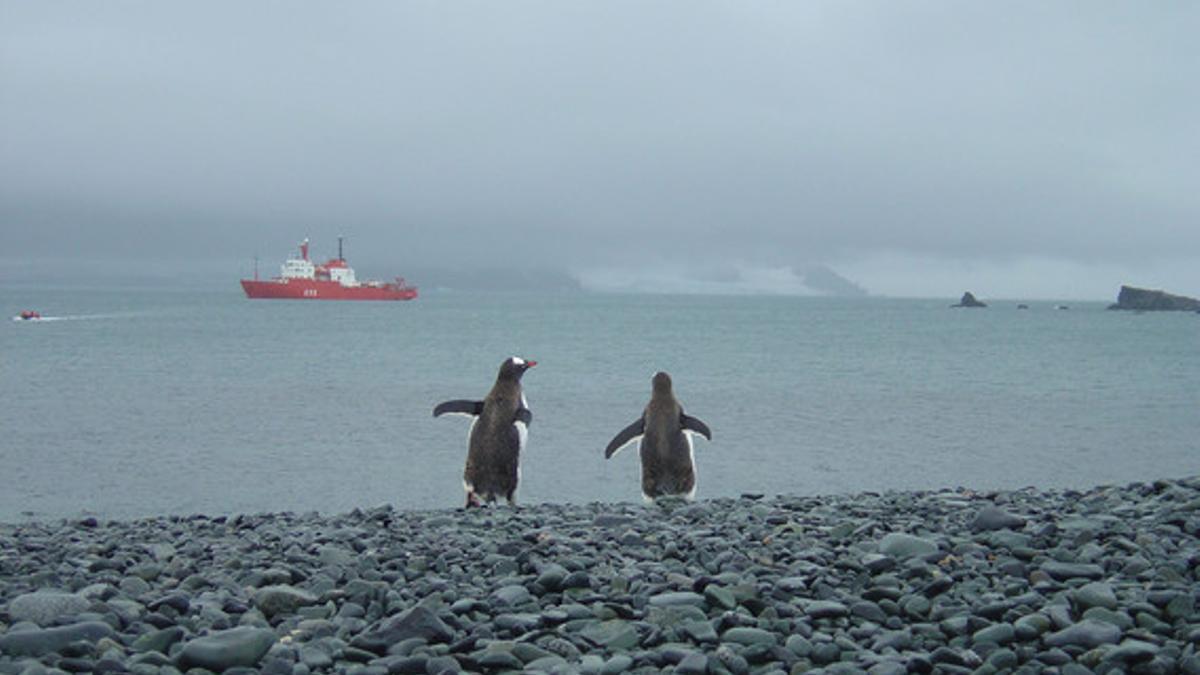 Pingüinos adelia en la Antártida.