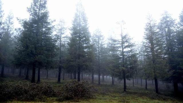El bosque cuenta con cientos de ejemplares. // R.V.