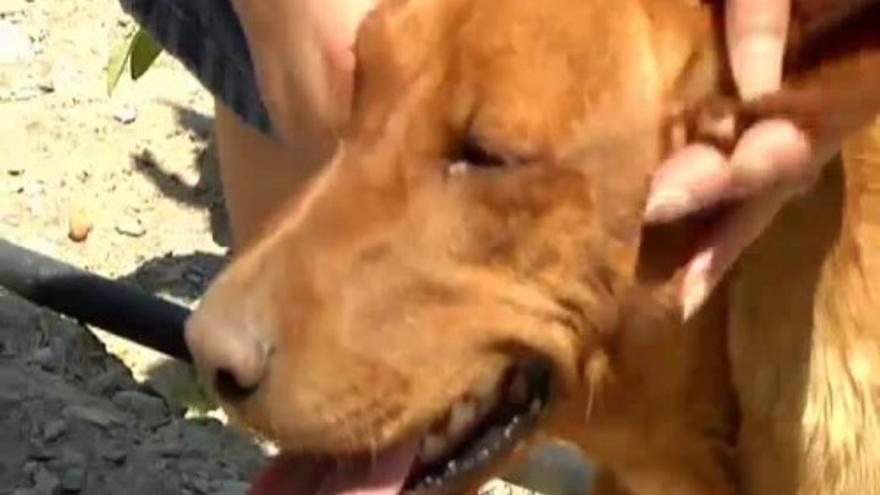 Un perro salva la vida de su dueña