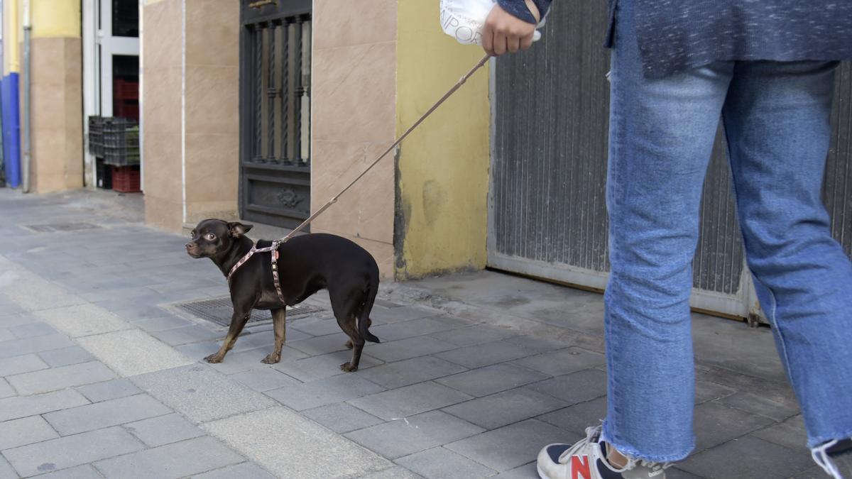 Las pruebas de ADN canino en l&#039;Horta Sud serán gratis hasta el 31 de diciembre