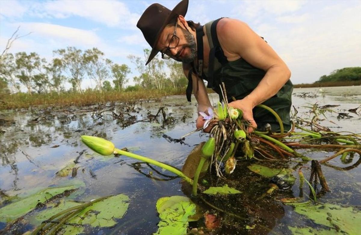 Carlos Magdalena, recolectando nenúfares en Australia