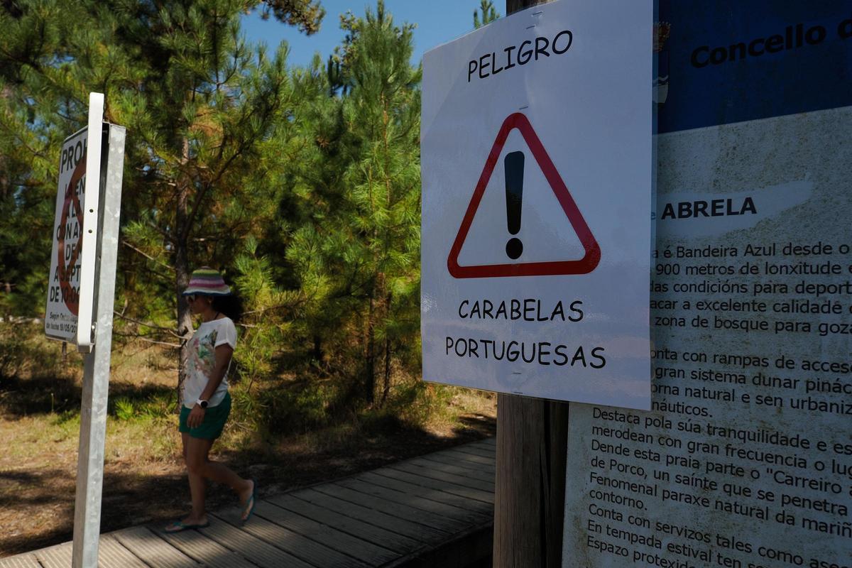 La presencia de carabelas portuguesas (Physalia physalis) ha crecido considerablemente en los últimos días en las playas de Galicia, especialmente en las costas de Lugo