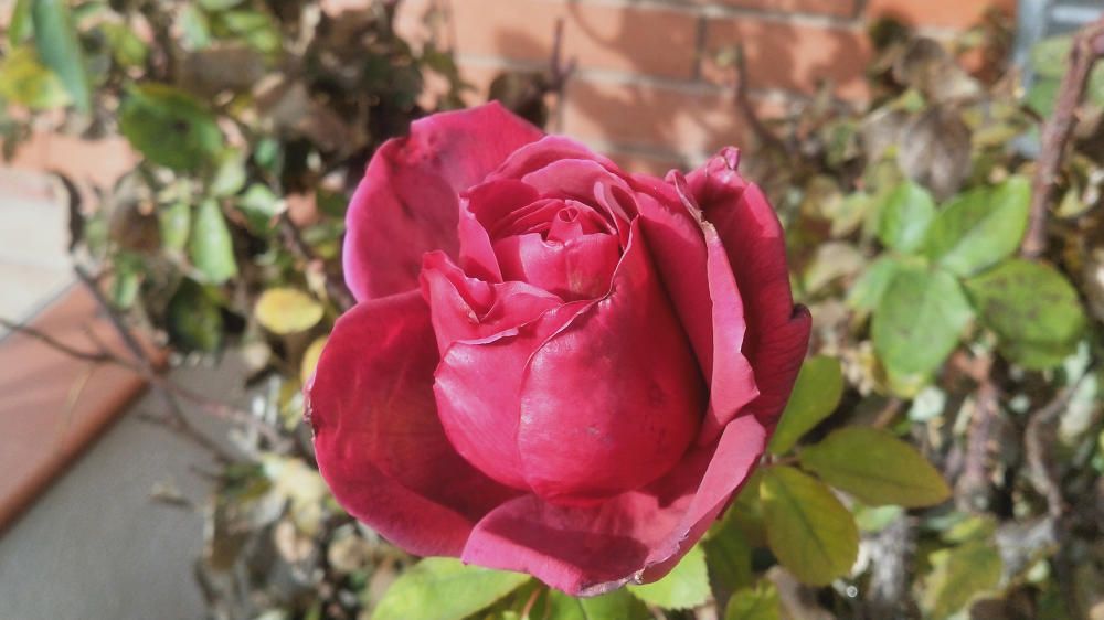 El roser té només una rosa, però és molt bonica.