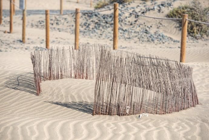Segunda fase del proyecto de recuperación de las dunas de Maspalomas