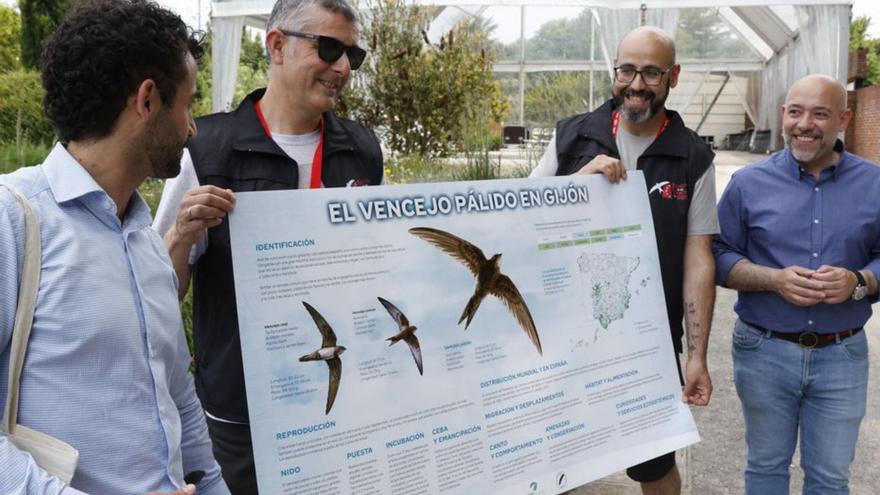 El vencejo pálido estrena un festival en el Jardín Botánico