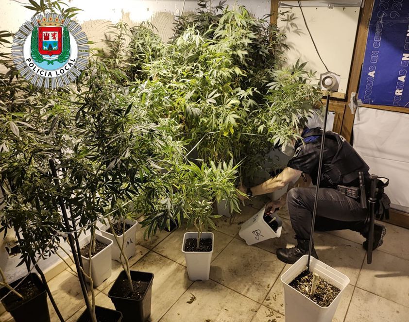 Intervenidas 25 plantas de marihuana en un piso de Guanarteme