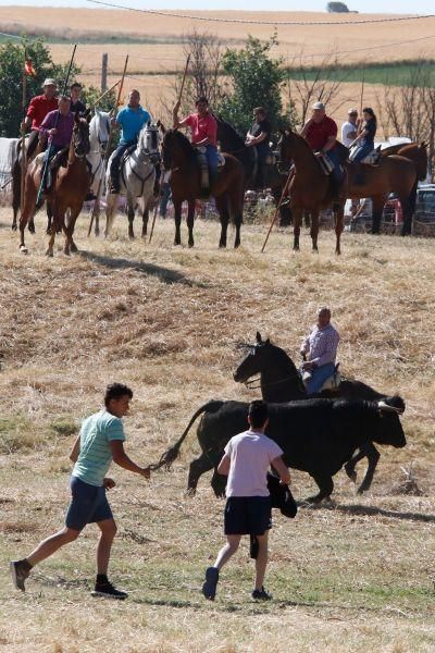 Encierro Guarrate