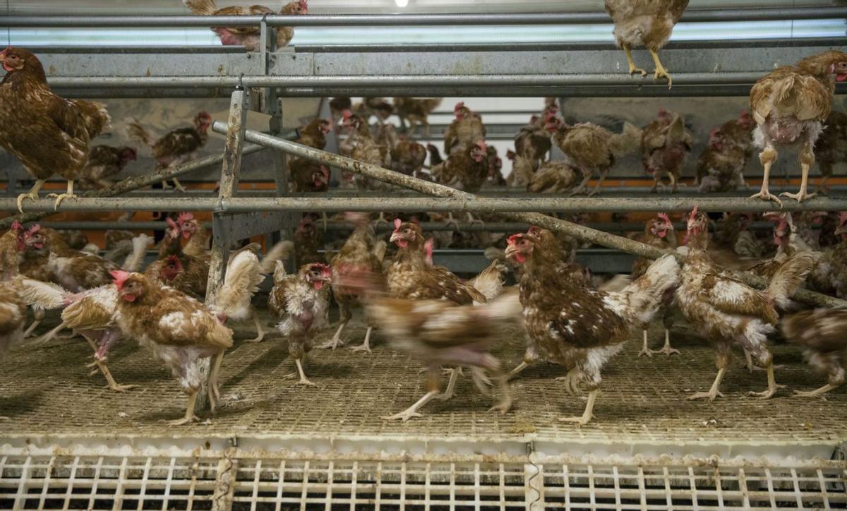 Un segon focus de grip aviària a l’Urgell obliga a sacrificar 9.000 gallines