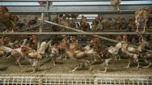 Un segon focus de grip aviària a l’Urgell obliga a sacrificar 9.000 gallines