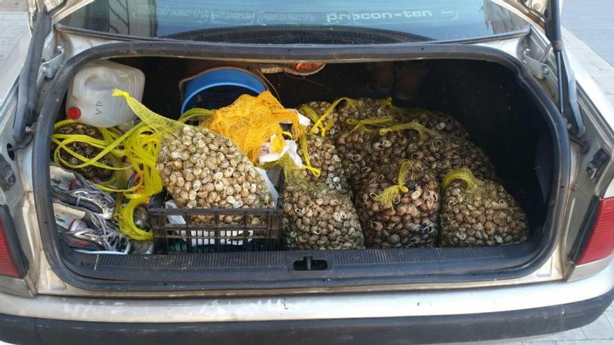 Intervenidos 62 kilos de caracoles e identificados tres hombres por su venta clandestina