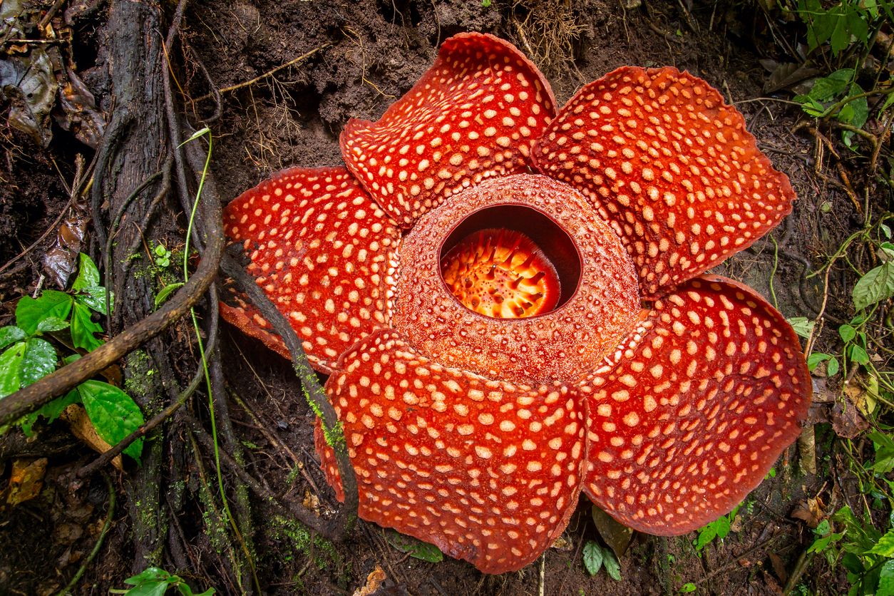 La flor más grande del mundo, la Rafflesia arnoldii, es una planta parásita que habita en los bosques húmedos de Sumatra