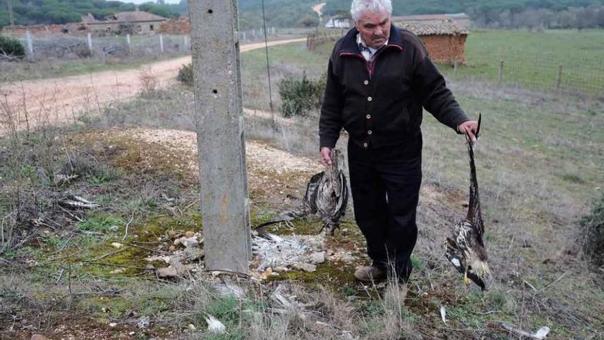 Un hombre observa las rapaces muertas en la Dehesa de Palomares. A la derecha, restos de otra ave en el entorno.