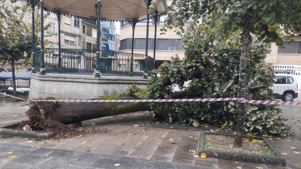 Árbol que se derrumbó ayer en el Parque do Cristo de Porriño sin causar daños personales. |   // D.P.