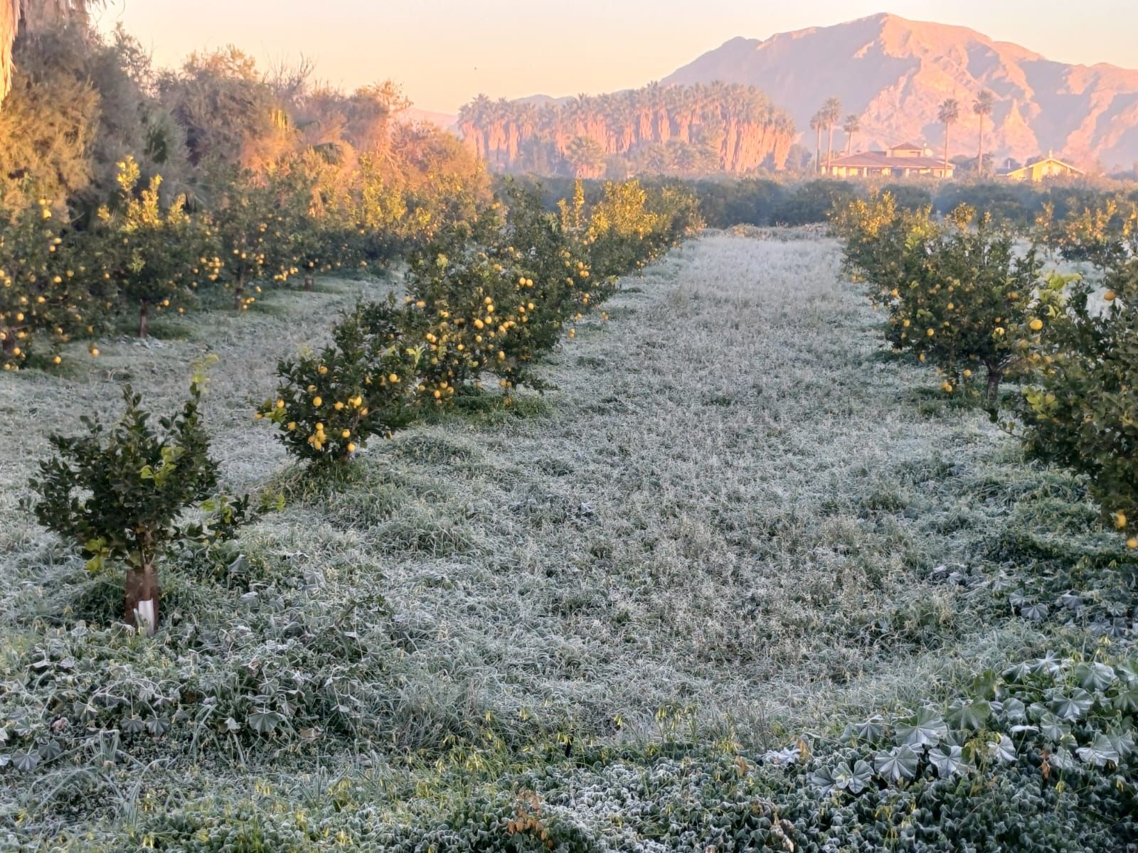 Así han amanecido muchos cultivos de la Vega Baja y el Camp d´Elx: bajo la escarcha