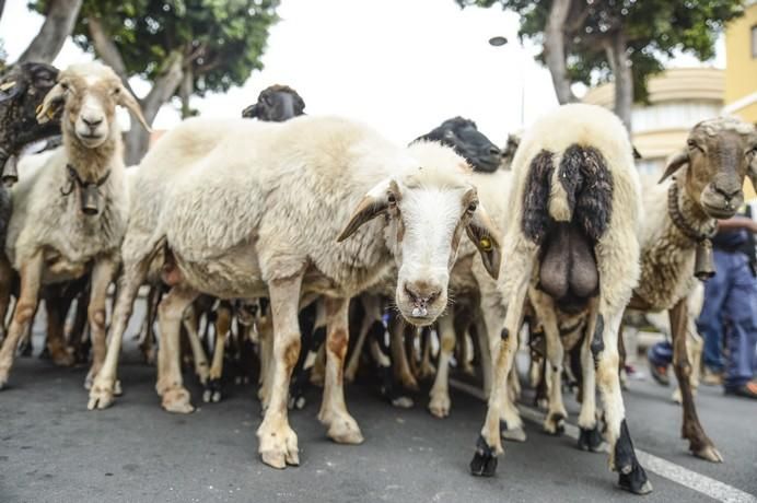 ROMERIA DE GALDAR