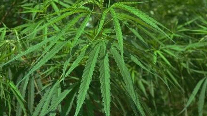 Detalle de planta de cannabis sativa.