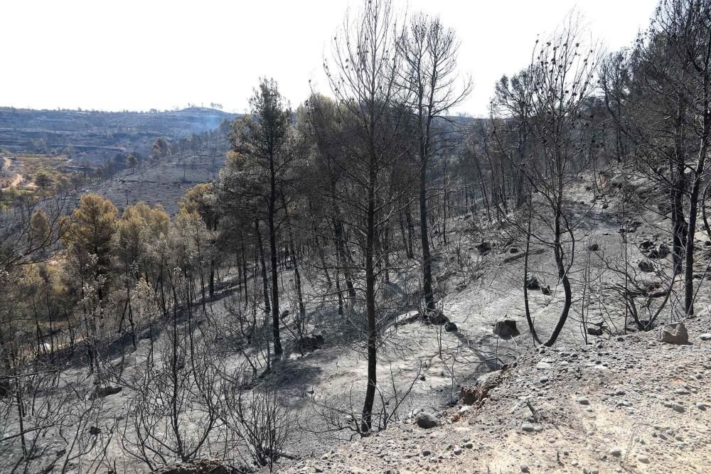 Sigue descontrolado el incendio de Tarragona ...